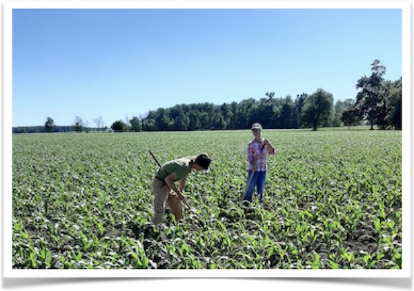 Hoeing corn