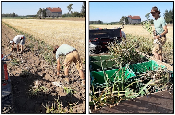 Harvesting garlic at Golden Acres Farm