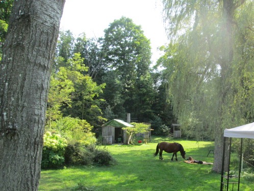 Nosy Pony